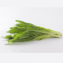 Hydroponics vegetable salad greenF1 Organic india lettuce seeds